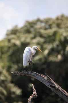伟大的白色白鹭涉水鸟栖息树沼泽