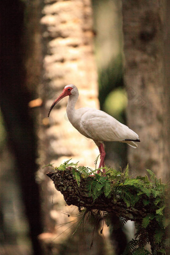 美国白色鸟尤多西莫斯阿不思·涉水鸟栖息