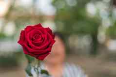 红色的玫瑰花人类手情人节一天