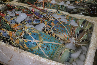 <strong>新鲜</strong>的海鲜出售市场鱼kedongananJimbaran巴厘岛印尼<strong>新鲜</strong>的龙虾销售鱼kedonganan<strong>新鲜</strong>的龙虾冰出售海鲜计数器