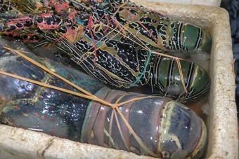 新鲜的海鲜出售市场鱼kedongananJimbaran巴厘岛印尼新鲜的龙虾销售鱼kedonganan新鲜的龙虾冰出售海鲜计数器