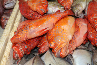 新鲜的海鲜冰Jimbaran<strong>鱼市</strong>场新鲜的鱼红色的石斑鱼销售<strong>鱼市</strong>场Jimbaran红色的新鲜的鱼出售市场鱼kedonganan异国情调的鱼传统的市场