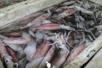 模式新鲜的头足类动物销售海鲜计数器鱼市场Jimbaran当地的市场鱼kedonganan群新鲜的鱿鱼鱼聚雌烯盒子冰水出售