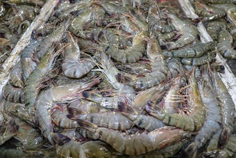 模式新鲜的虾销售海鲜计数器Jimbaran市场鱼kedonganan巴厘岛海滩新鲜的虾当地的鱼市场群新鲜的虾冰出售出售