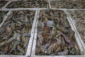 模式新鲜的虾销售海鲜计数器Jimbaran市场鱼kedonganan巴厘岛海滩新鲜的虾当地的鱼市场群新鲜的虾冰出售出售