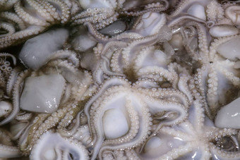 模式新鲜的头足类动物销售海鲜计数器Jimbaran市场鱼kedonganan巴厘岛海滩新鲜的章鱼当地的鱼市场群新鲜的章鱼<strong>塑料箱</strong>冰