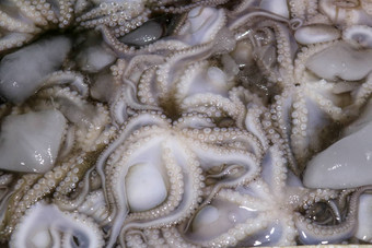 模式新鲜的头足类动物销售海鲜计数器Jimbaran市场鱼kedonganan巴厘岛海滩新鲜的章鱼当地的鱼市场群新鲜的章鱼塑料箱冰