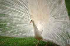 虚荣美丽的白色孔雀