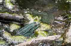 绿色青蛙游泳池塘