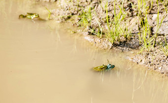 绿色青蛙交配池塘