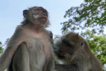 美丽的图像巴厘岛的长尾猴子的话