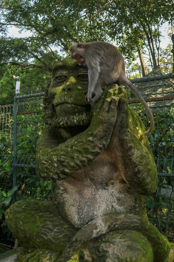 肖像猴子坐着石头雕塑猴子神圣的猴子森林乌布岛巴厘岛印尼关闭