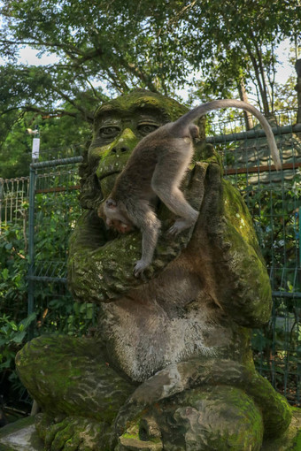 肖像猴子坐着石头雕塑猴子神圣的猴子森林乌布岛巴厘岛印尼关闭