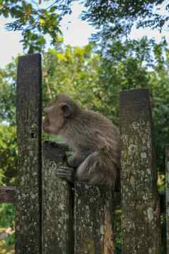 婴儿猴子坐着木栅栏乌布猴子森林