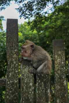 婴儿猴子坐着木栅栏乌布猴子森林
