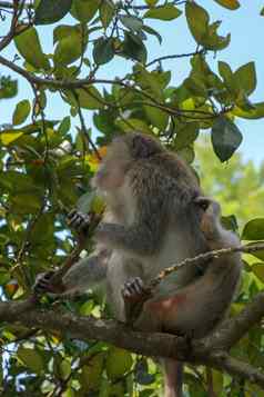 成人猴子坐着树分支乌布神圣的猴子前