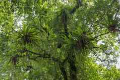 Asplenium尼杜斯鸟巢蕨类植物大树热带雨