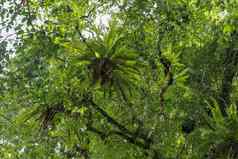 Asplenium尼杜斯鸟巢蕨类植物大树热带雨
