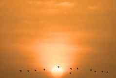日落晚上光橙色云天空鸟飞行