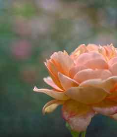 美丽的宏盛开的橙色玫瑰玫瑰