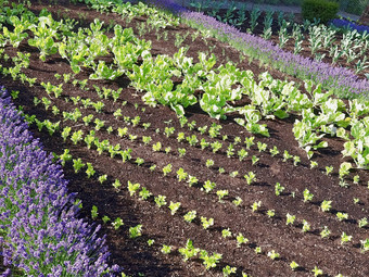 整洁的蔬菜花园卷心菜植物板条薰衣草花