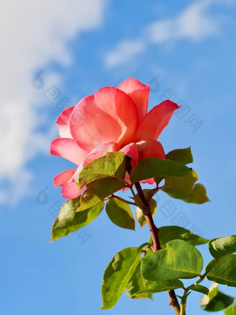 美丽的红色的<strong>玫瑰</strong>前面蓝色的天空