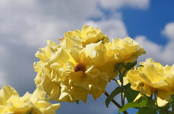 美丽的黄色的<strong>玫瑰</strong>前面蓝色的天空