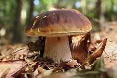 王牛肝菌属可食用的蘑菇