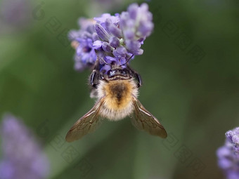 特写镜头卑微的蜜蜂紫色的薰衣草花