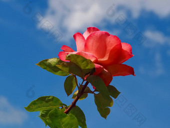 美丽的红色的<strong>玫瑰</strong>前面蓝色的天空