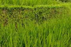 郁郁葱葱的绿色巴厘岛的大米字段灌溉被称为苏巴克传统的