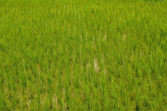 大米场绿色大米豆芽草地年轻的绿色大米