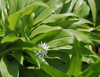 可食用的场<strong>野生大蒜</strong>植物