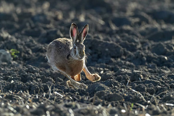 棕色（的）欧洲毛运行美丽的光棕色（的）场欧洲野生动物野生动物自然栖息地天兔座欧罗巴