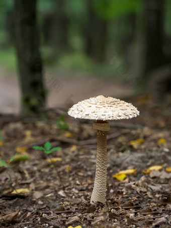 阳伞蘑菇Macrolepiota过程lepiota过程担子菌类真菌