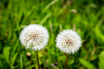 蒲公英花絮球绿色草背景春天blo