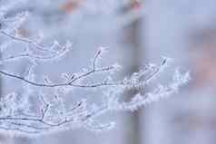 树分支机构山毛榉冷淡的白霜分支白色白霜霜晚些时候秋天冬天使感到刺痛场草白霜