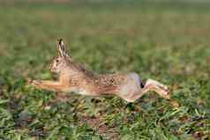 欧洲毛运行美丽的光绿色草原欧洲野生动物野生动物自然栖息地天兔座欧罗巴