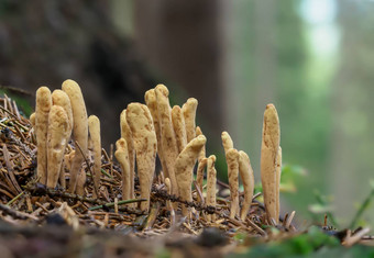 可食用的蘑菇问里德克拉瓦里亚德尔菲斯里德年克拉瓦里亚德尔菲斯利古拉集团<strong>真菌</strong>松柏科的垃圾森林