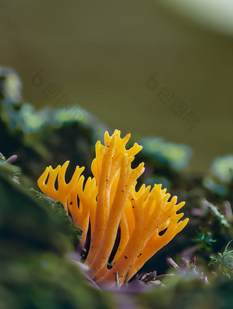 calocera粘胶人造丝不同寻常的形状的橙色蘑菇成长森林莫斯植物森林秋天收获特写镜头明亮的颜色舒适的照片