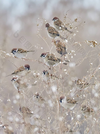 songbird树麻雀花montanus坐着分支雪冬天大<strong>群鸟</strong>