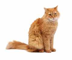 成人毛茸茸的红色的猫坐在横盘整理可爱的脸