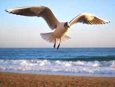 单海鸥飞行海滩