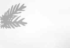棕榈叶子自然影子覆盖白色纹理背景