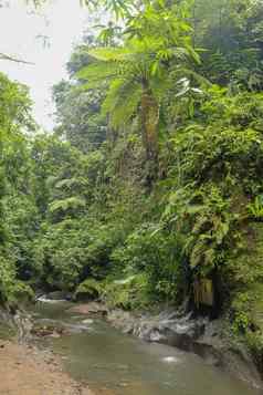 桥河巴厘岛的丛林印尼