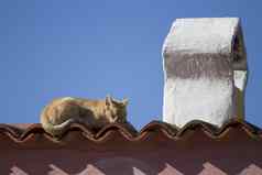 红发猫睡觉太阳瓷砖屋顶