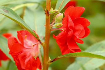 凤仙花属植物巴尔萨米纳红色的花开花绿色叶子