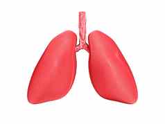 人类肺呼吸系统白色孤立的背景