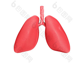 人类肺<strong>呼吸系统</strong>白色孤立的背景