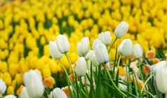 色彩斑斓的郁金香花场春天季节白色黄色的郁金香